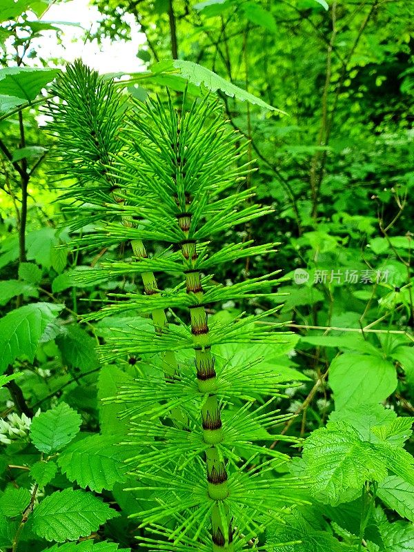 普通马尾 (Equisetum arvense)